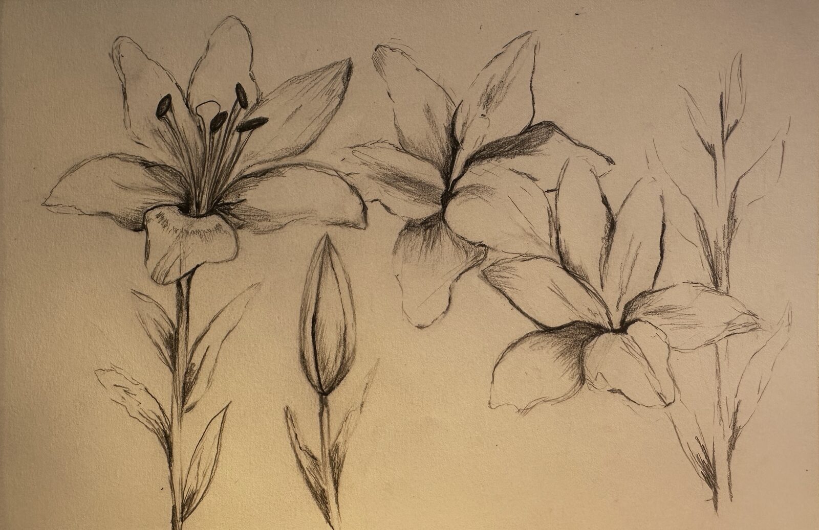 A sketchbook page of lily studies in graphite: an open bloom on its stem, a closed bud, two flowers seen from the side, and a stem sketched in light lines.