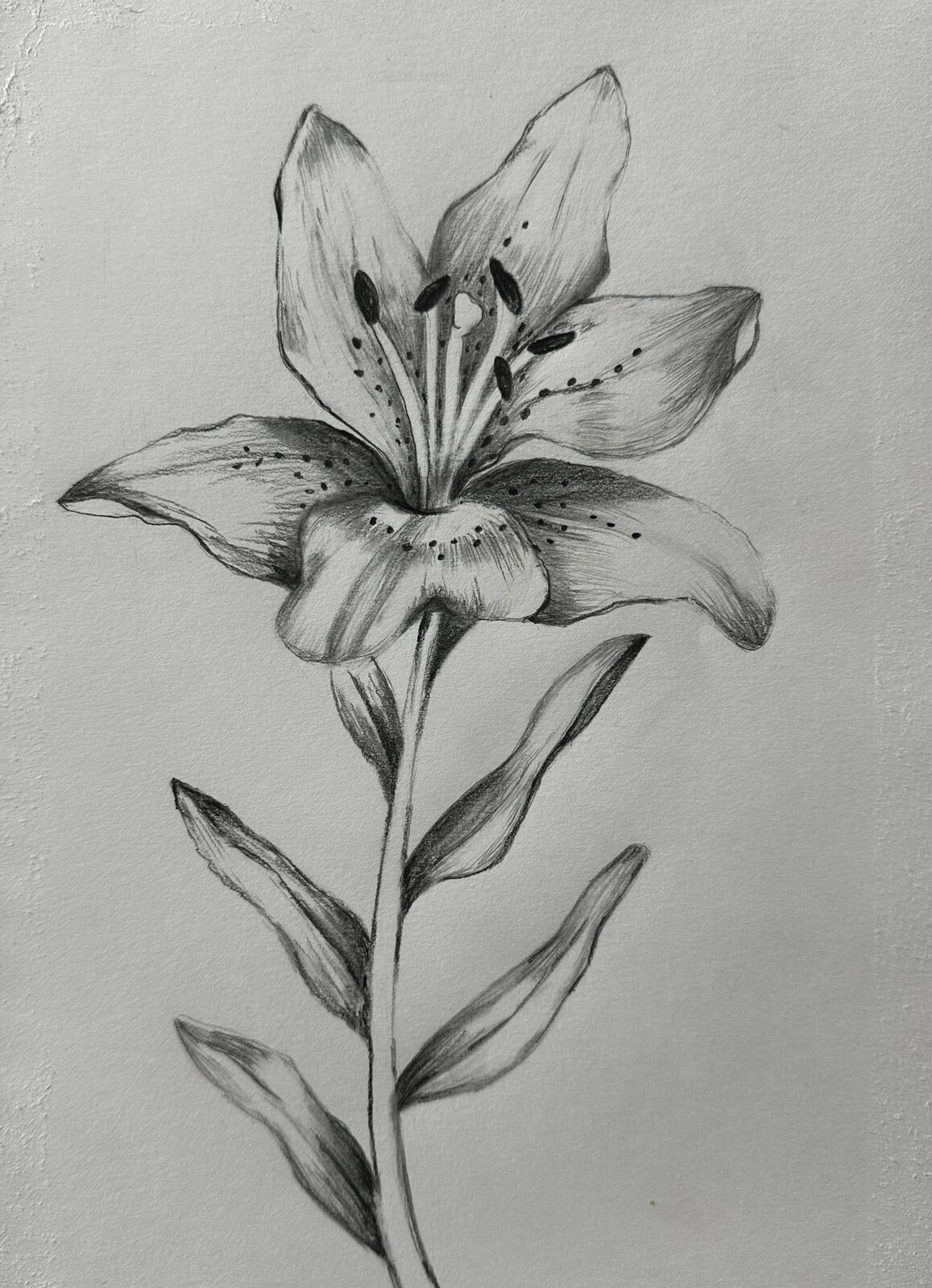 A graphite drawing of a single open lily, its spotted petals curling back from long stamens, on a tall stem with slender leaves.